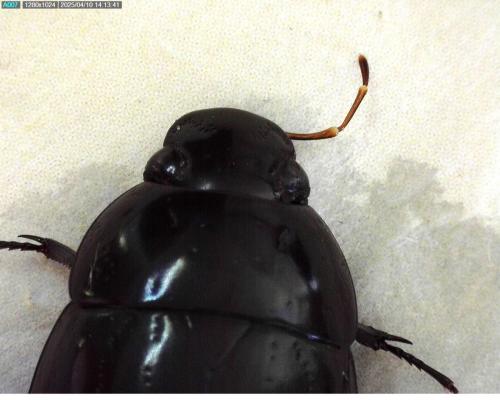 Réf. 356 941 : Hydrochara caraboides
