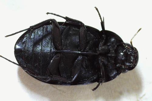 Réf. 356 940 : Hydrochara caraboides