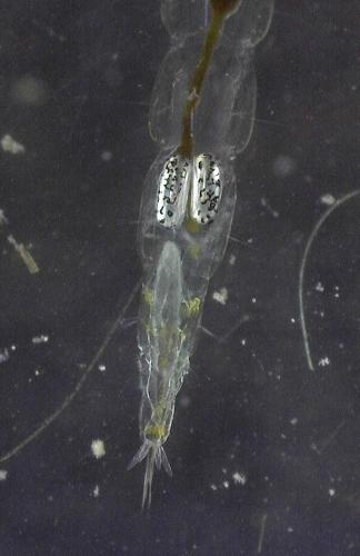 Chaoborus sp.