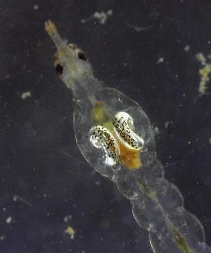 Réf. 356 451 : Chaoborus sp.