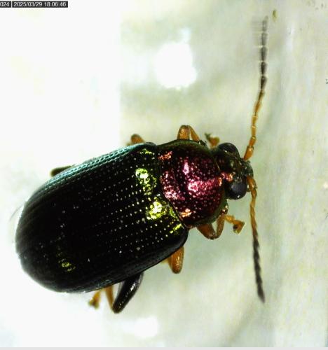 Réf. 356 526 : Crepidodera aurata