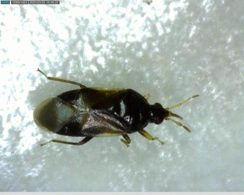 Orius sp.