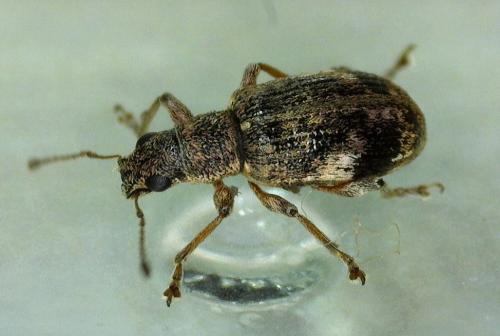 Réf. 356 597 : Polydrusus sparsus