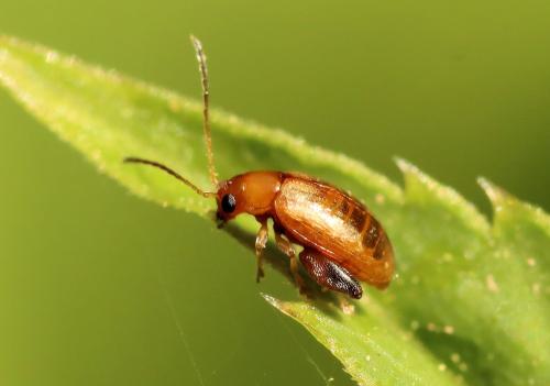 Réf. 356 922 : Longitarsus sp.