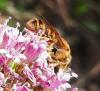 356947 – Photo : C.Galland – France (07)