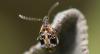 356805 – Photo : Christian Berquer – France (50)