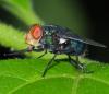 356318 – Photo : Bernard Perthuis – Guyane française