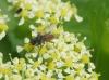 356571 – Photo : Daniel Dufour – France (36)