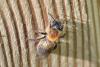 356660 – Photo : Michel Mathieu – France (14)