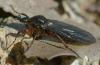 356554 – Photo : ANDRE LABETAA – France (66)