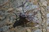 356556 – Photo : ANDRE LABETAA – France (66)