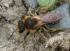 356656 – Photo : ANDRE LABETAA – France (66)