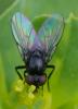 356683 – Photo : ANDRE LABETAA – France (66)