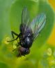 356688 – Photo : ANDRE LABETAA – France (66)