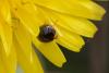 356833 – Photo : ANDRE LABETAA – France (66)
