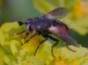 356828 – Photo : ANDRE LABETAA – France (66)