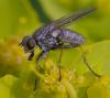 356768 – Photo : ANDRE LABETAA – France (66)