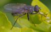 356767 – Photo : ANDRE LABETAA – France (66)