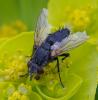 356736 – Photo : ANDRE LABETAA – France (66)