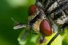 356943 – Photo : ANDRE LABETAA – France (66)