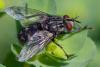 356872 – Photo : ANDRE LABETAA – France (66)