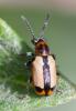 356808 – Photo : ANDRE LABETAA – France (66)