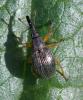 356921 – Photo : ANDRE LABETAA – France (66)