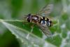 356503 – Photo : ANDRE LABETAA – France (66)