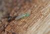 356221 – Photo : ANDRE LABETAA – France (66)