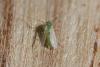 356223 – Photo : ANDRE LABETAA – France (66)