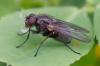 356424 – Photo : ANDRE LABETAA – France (66)