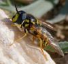 356525 – Photo : ANDRE LABETAA – France (66)
