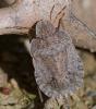 356576 – Photo : ANDRE LABETAA – France (66)