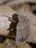356577 – Photo : ANDRE LABETAA – France (66)