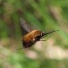 356775 – Photo : Mathurin CARNET – France (58)