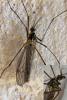 356961 – Photo : Mathurin CARNET – France (58)