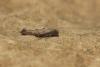 356806 – Photo : Simon Thevenin – France (34)