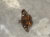 356607 – Photo : Limenitis78 – France (78)