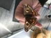 356608 – Photo : Limenitis78 – France (78)