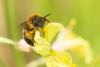 356035 – Photo : Jessica Joachim – France (81)