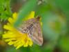356974 – Photo : BourrinOman – France (83)