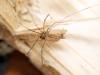 356727 – Photo : Cédric Mondy – France (94)