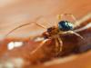 356986 – Photo : Cédric Mondy – France (94)