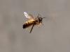 356653 – Photo : patrick derennes – France (91)