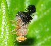 356527 – Photo : Bernard Perthuis – Guyane française