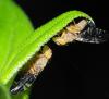 356530 – Photo : Bernard Perthuis – Guyane française