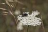 356237 – Photo : Damien Top – France (26)