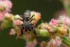 356040 – Photo : Jessica Joachim – France (81)