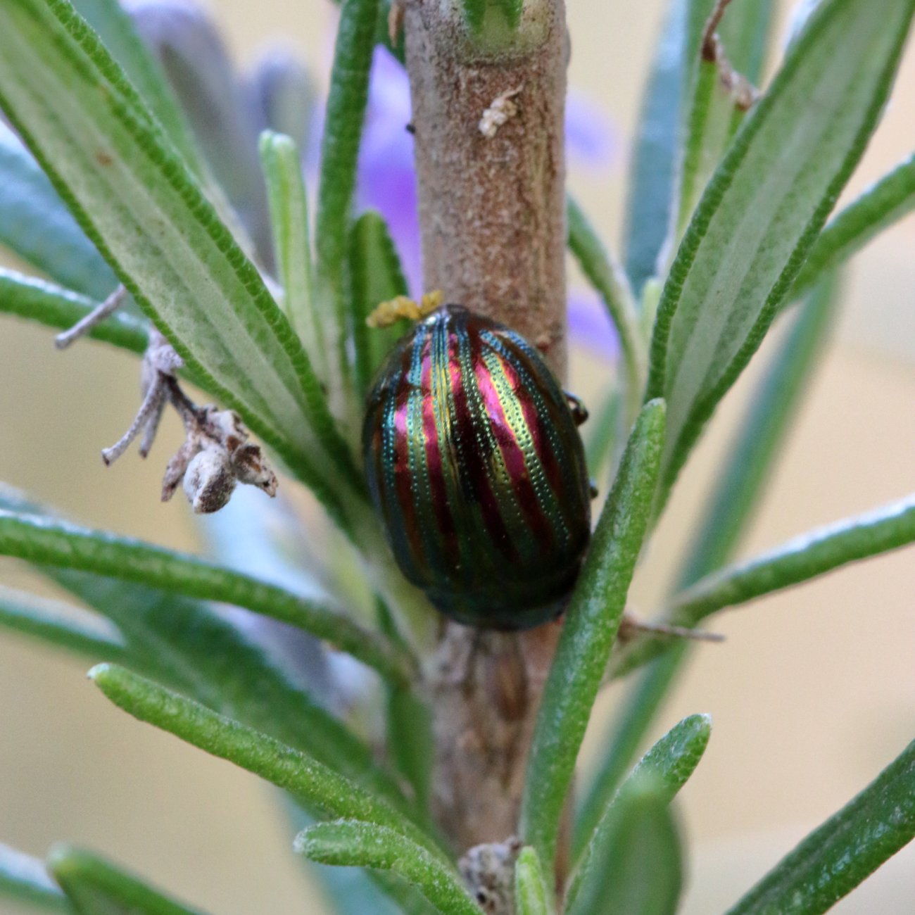 Mathurin CARNET - Chrysolina (Taeniochrysea) americana - réf. 356714 (1300 x 1300 pixels, 212 ko)