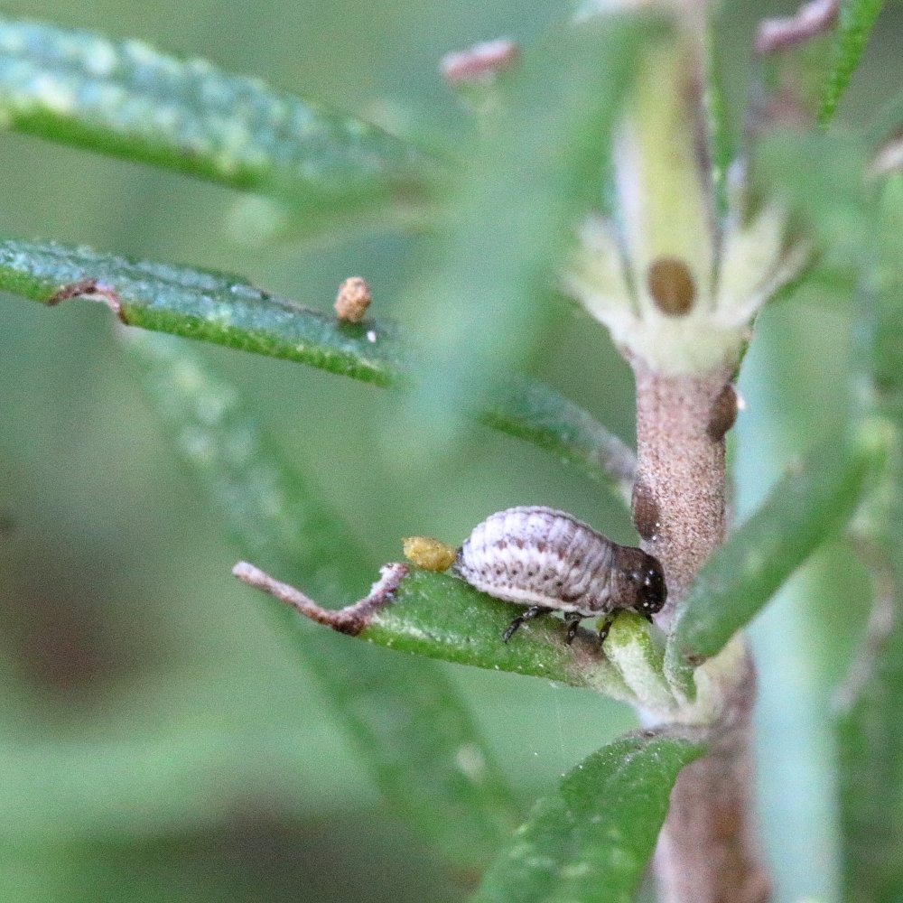 Mathurin CARNET - Chrysolina (Taeniochrysea) americana - réf. 356713 (1000 x 1000 pixels, 201 ko)